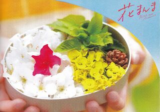「花まんま」パンフレット